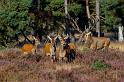 33 Hoge Veluwe, edelherten